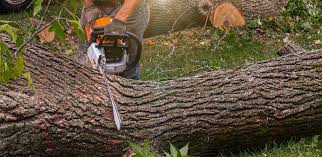 Best Storm Damage Tree Cleanup  in Del Rio, CA