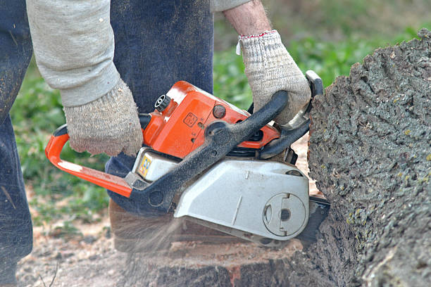 How Our Tree Care Process Works  in  Del Rio, CA