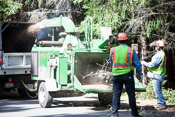 Best Tree and Shrub Care  in Del Rio, CA