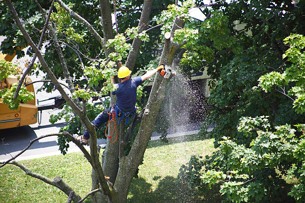 Del Rio, CA Tree Care Company