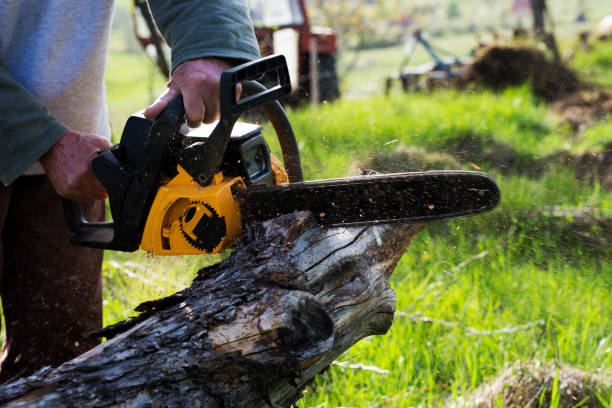 Best Lawn Maintenance Plans  in Del Rio, CA