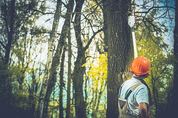 Best Tree Cabling and Bracing  in Del Rio, CA