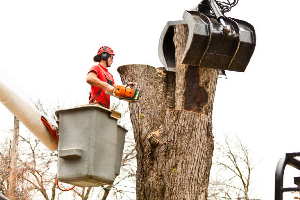 Best Fruit Tree Pruning  in Del Rio, CA