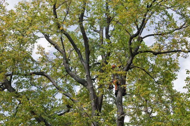 Best Utility Line Clearance  in Del Rio, CA